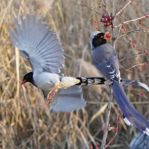 奥森公园的红嘴兰雀