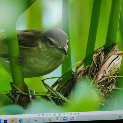 小鸟大苇莺作产房