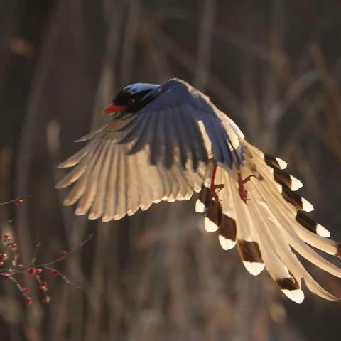 逆光鸟影——奥森公园的红嘴兰雀