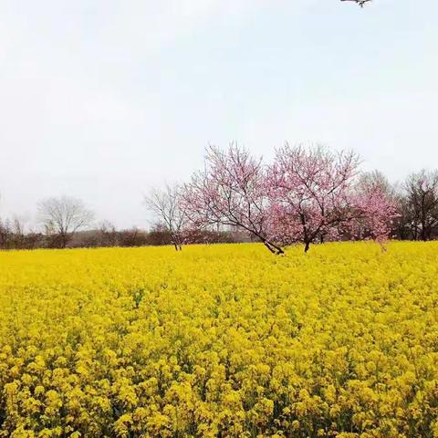 🌸三千繁花为   六六     盛开🌸