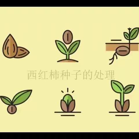 西红柿种子的处理方法