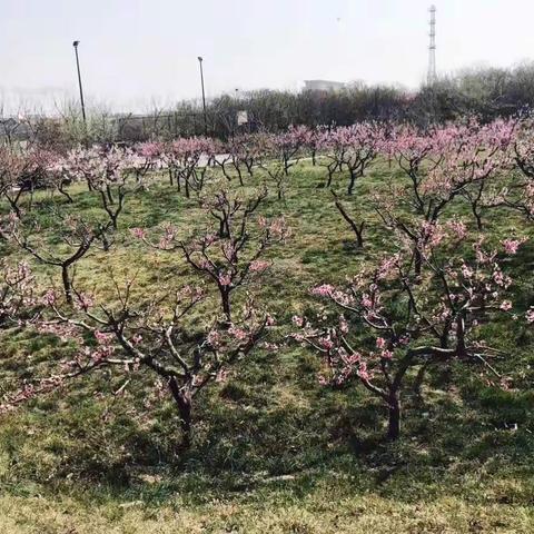 拂堤杨柳醉春烟，明日展翅似鲲鹏—昌邑潍水学校六（九）班“问道潍水 行知昌城”远足研学活动纪实