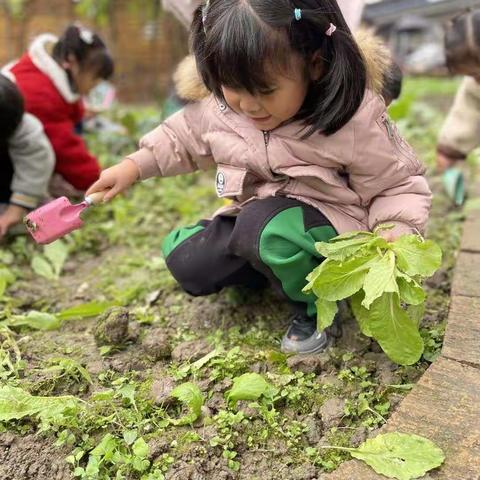 【项目式户外科探系列活动五】种植园——《神奇的萝卜之旅》