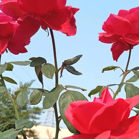 珍贵的照片，难忘的情怀，美好的回忆