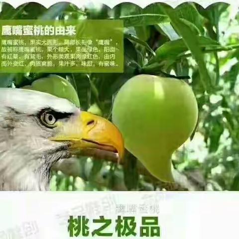 连平上坪鹰嘴蜜桃