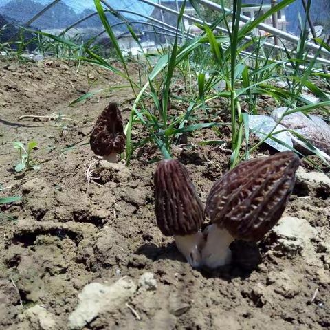 羊肚菌基地采风