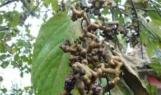 拐枣