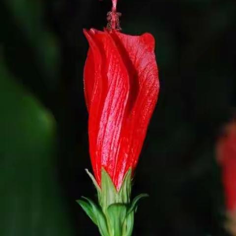 【寻找春天】花—春的使者