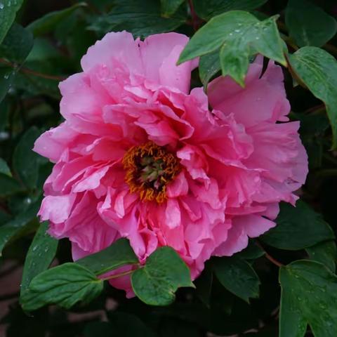 牡丹礼赞记《本溪牡丹园》2022年5月17日