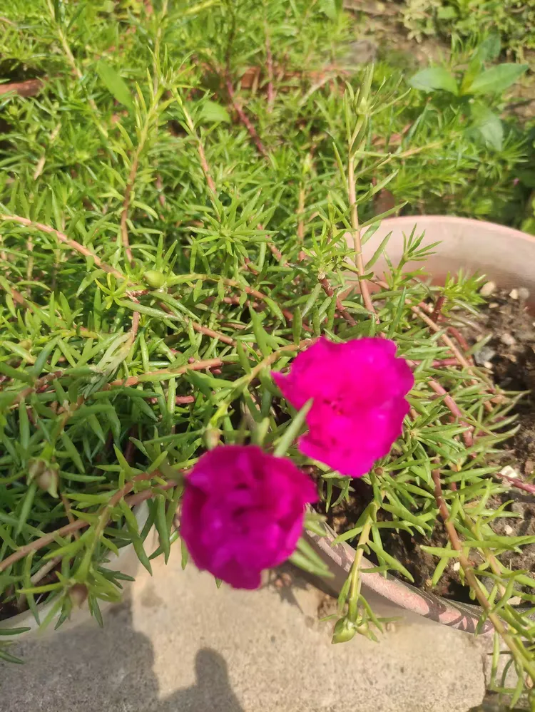 芳草茵茵的美篇……家中小花圃。观察太阳花的生长过程。