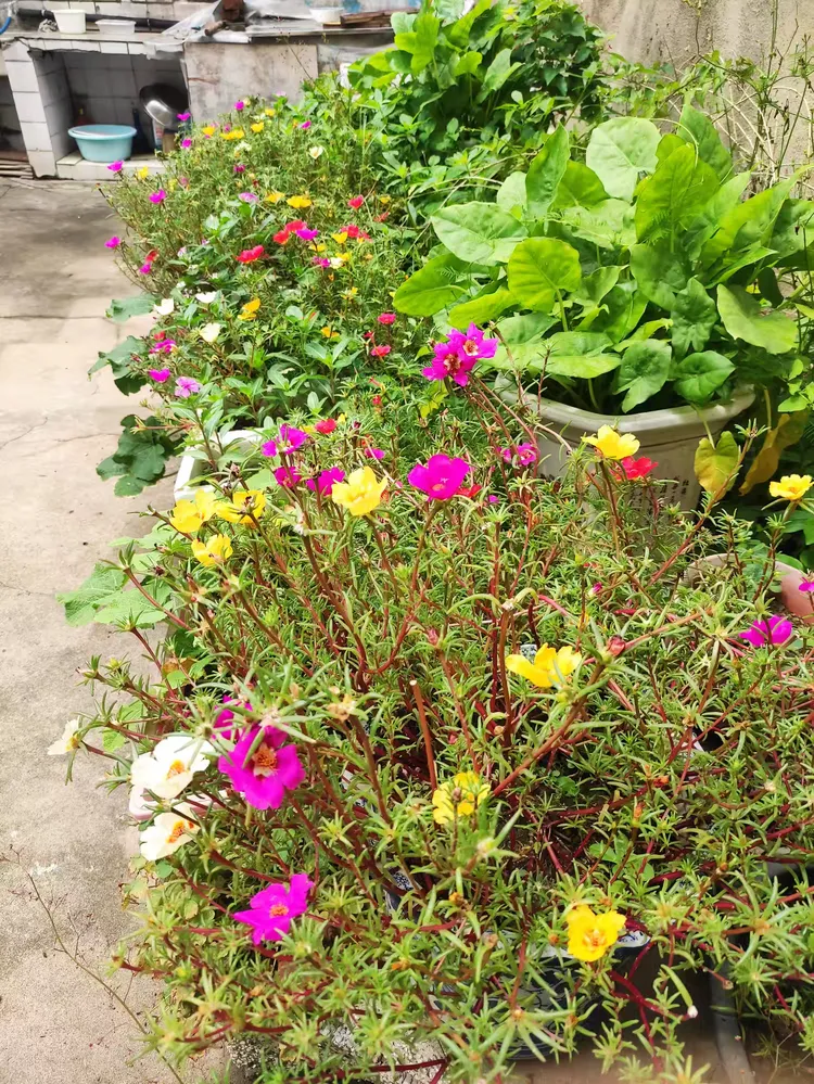 芳草茵茵的美篇……家中小花圃。观察太阳花的生长过程。