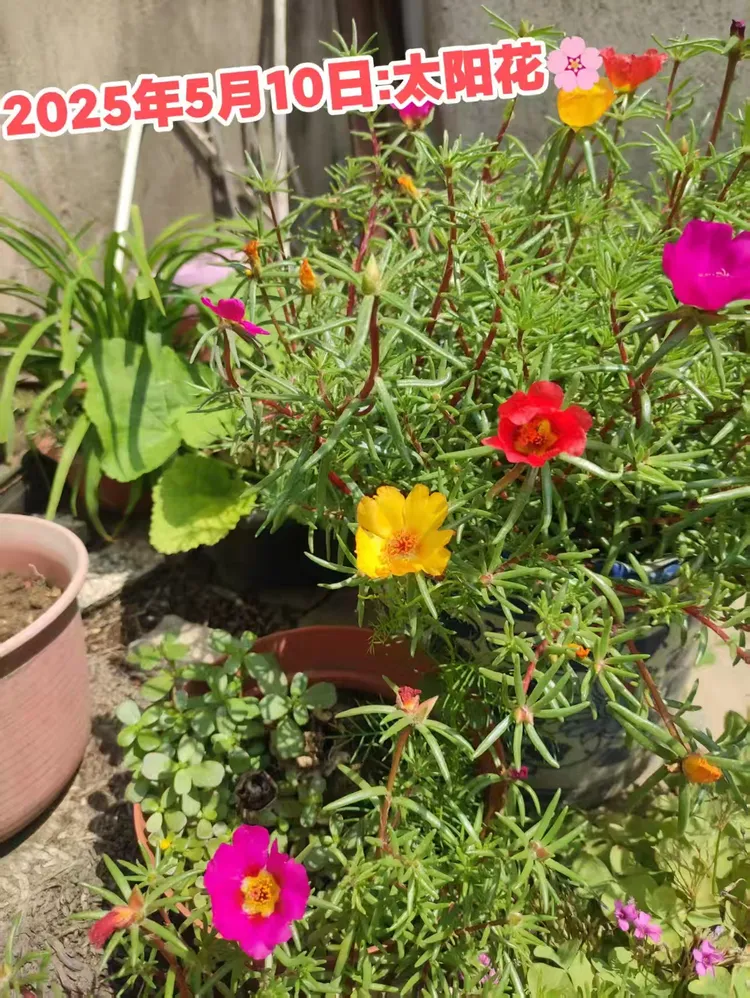 芳草茵茵的美篇……家中小花圃。观察太阳花的生长过程。