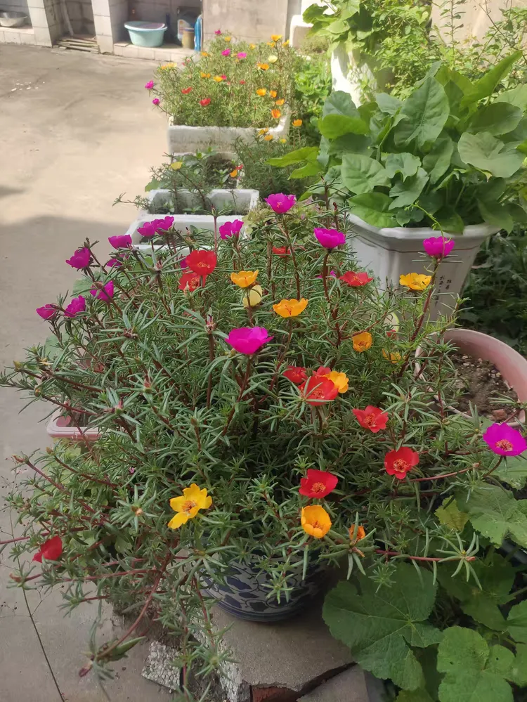 芳草茵茵的美篇……家中小花圃。观察太阳花的生长过程。