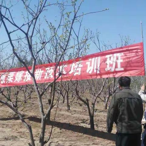 石门成人学校组织板栗技术培训班