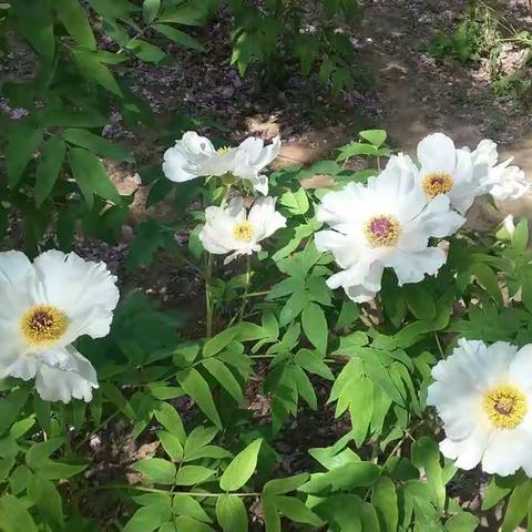 美丽新杨庄 杨庄村的由来