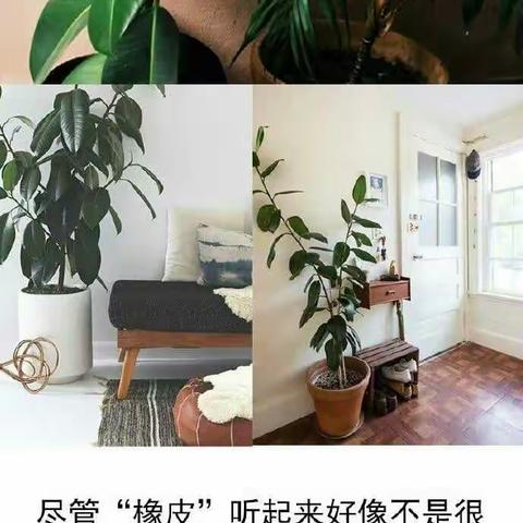 九种常见的室内绿植花卉 ☞你值得收藏