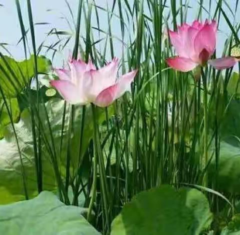 炉地小学五一劳动节放假须知。