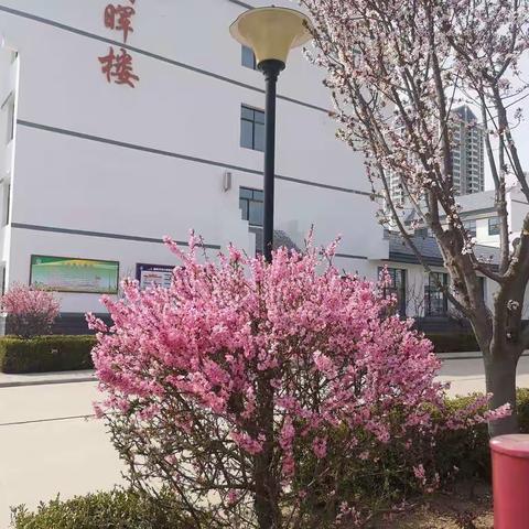 四月的校园你可曾记得