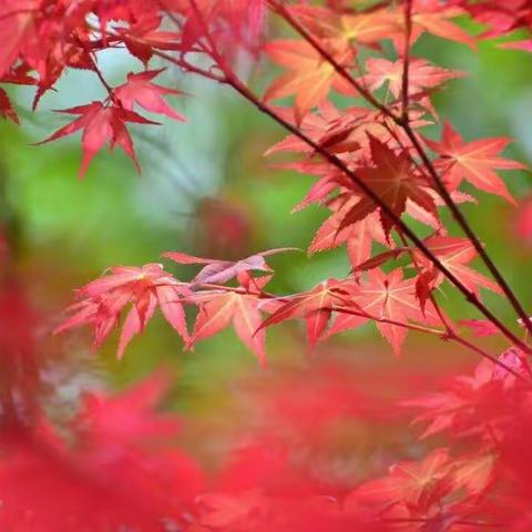 “追寻初心那束光    勠力同心再启航”――龙湖镇小乔小学2019―2020学年上学期期中总结暨表彰大会