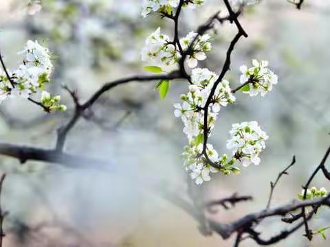 【龙湖镇小乔小学】童声传吟  “疫”路相颂——小乔小学欧阳修诗词短视频大赛投票活动