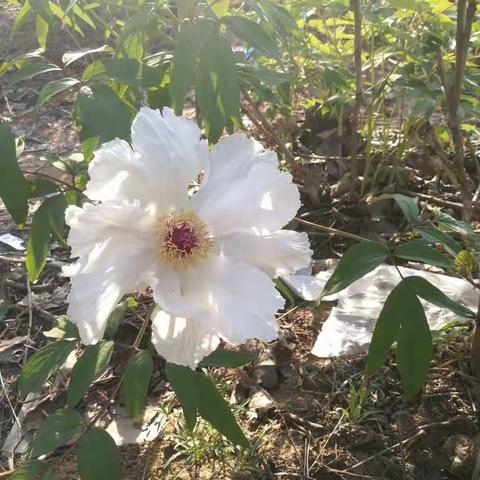 牡丹花开