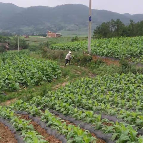 昭阳区开展2018年度蚜茧蜂田间散 放工作