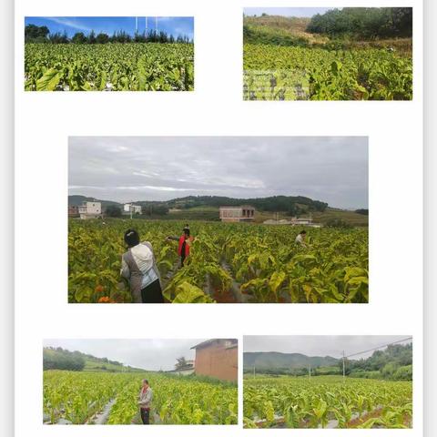 布嘎烟叶工作站上部叶4～6片充分成熟一次性采烤（四分法）摄影