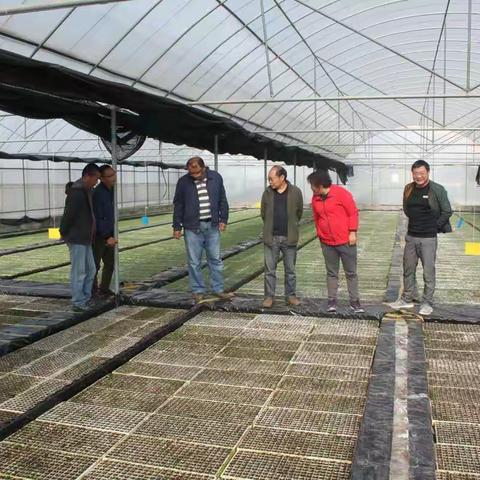 玉溪中烟种子公司到昭阳区走访烤烟出苗及长势情况