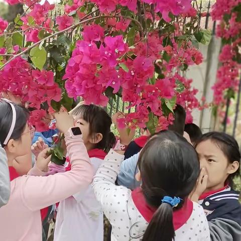 三(6)班植物习作记录