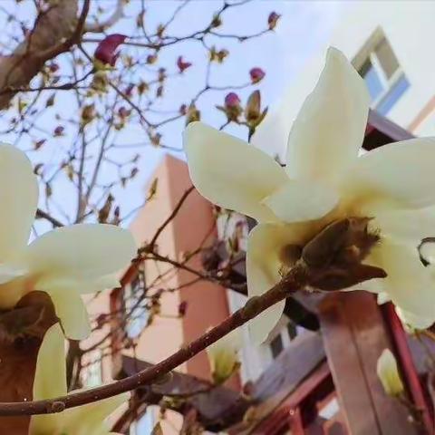 线上教学，班级管理保驾护航——满城镇中学致全体班主任的一封信！