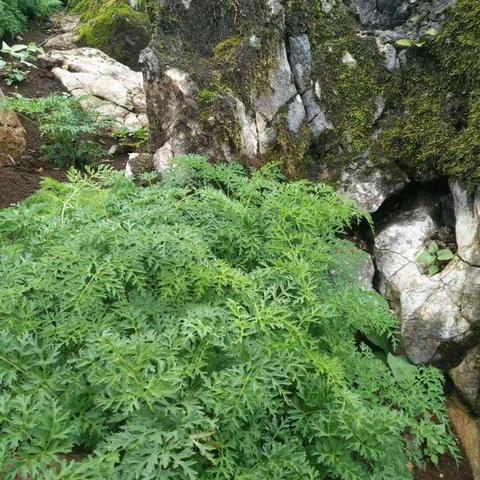 大补“芦山当归鸡”