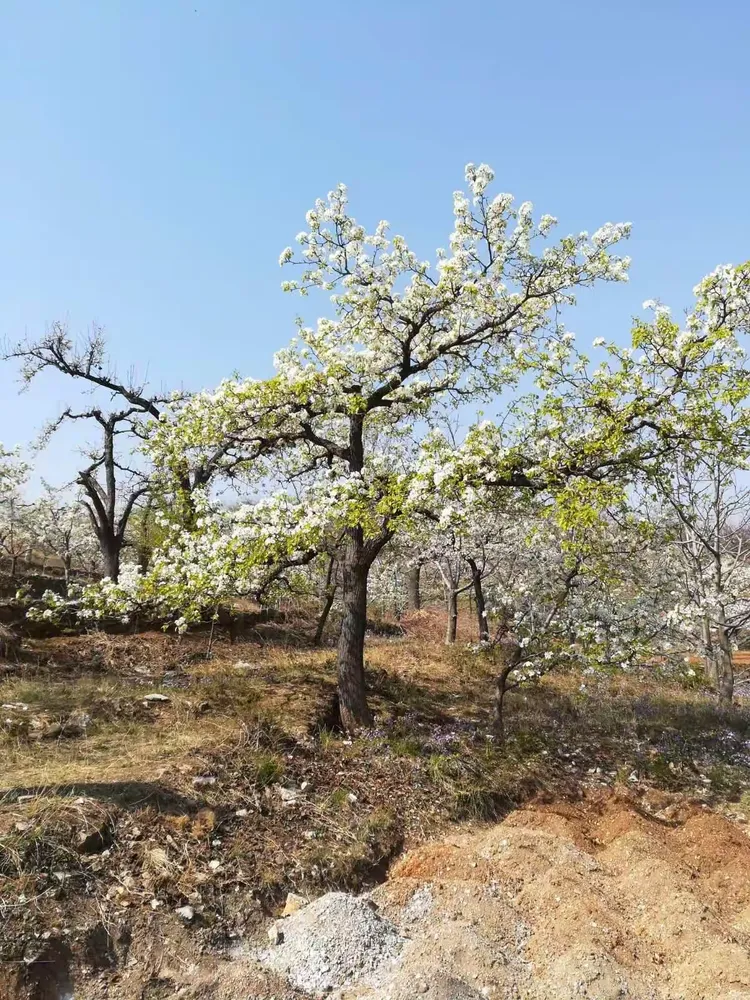 迁西花院梨花坡