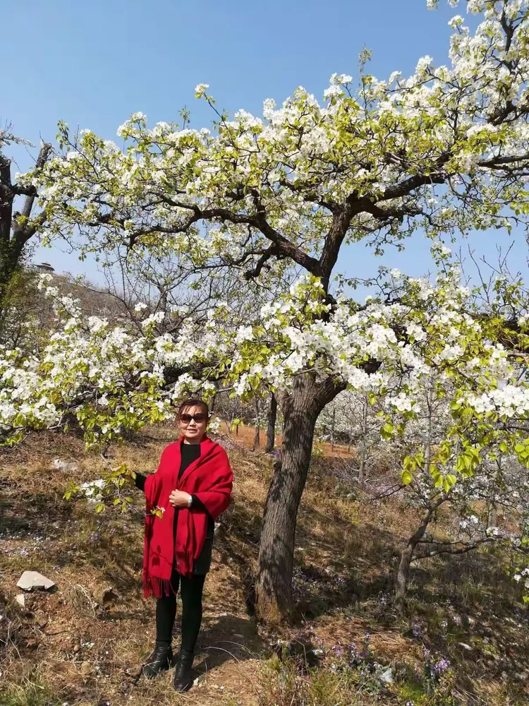 迁西花院梨花坡