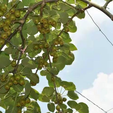 春去夏来，又到了“她”穿上“裙子”的时候了