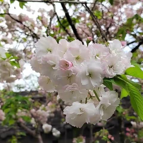 郭沫若故居樱花