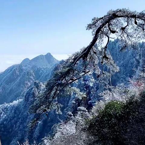 黄山的雾凇美呆了