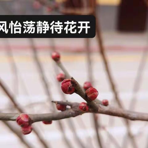 维为立春东风怡荡静待花开--------------新翰林学校二十四节气之立春