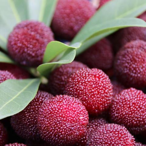 大咖云集兰溪杨梅竞销大赛线下论坛