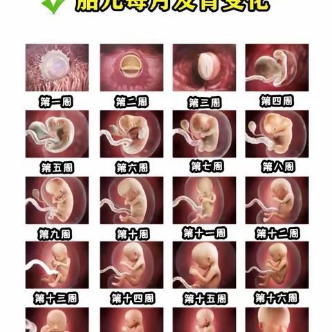 妈妈，让我来体验一次你的辛苦一一“怀胎十月”