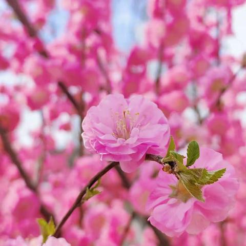 🌸🌸美育之花  ·  尽情绽放🌸🌸                    宝塔育鑫小学口风琴社团🎶