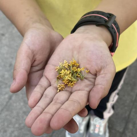 寻找秋的香味---桂花