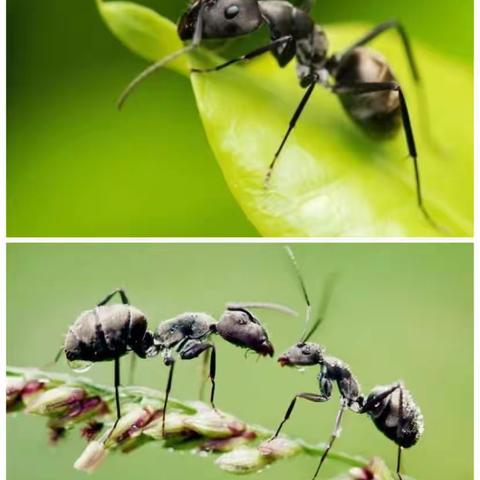 中一班班本课程—蚂蚁🐜之旅