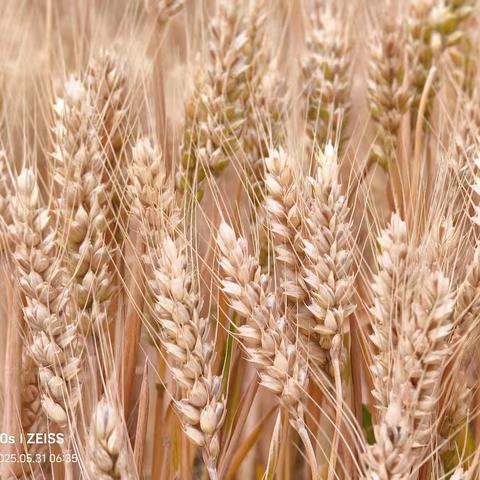 路边的野花——端午漫步