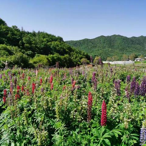 七里驱车花海去 冰花丛中享心怡～太白七里花海游～2022.6.28.