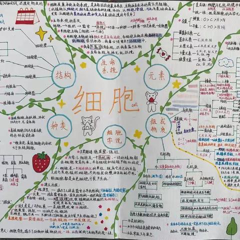 思维导图促学习，学生作品显风采