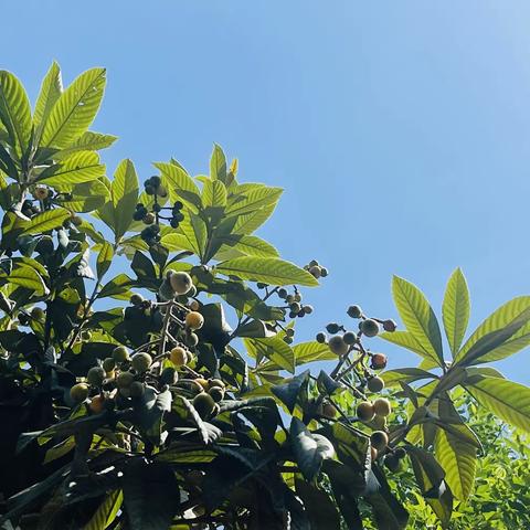 枇杷小记