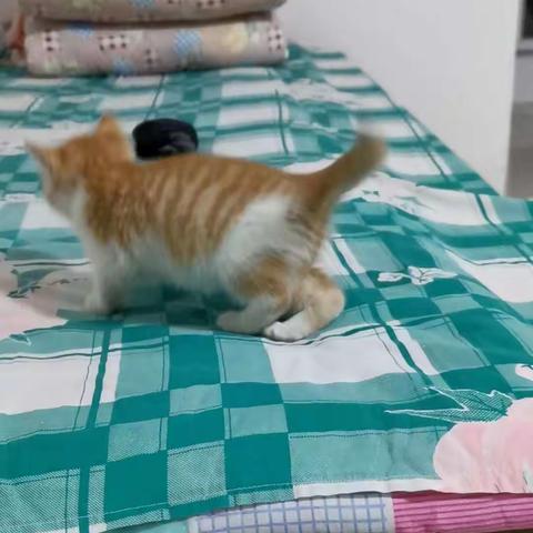 生活点滴の猫篇