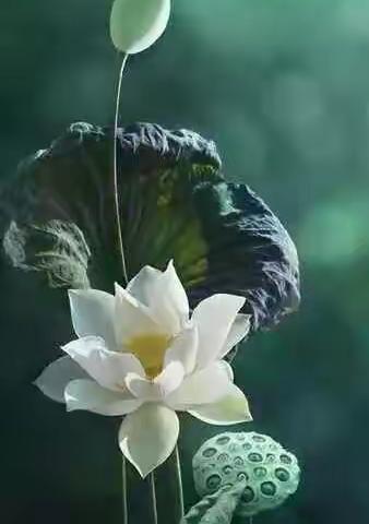 大爱无碍，静待花开