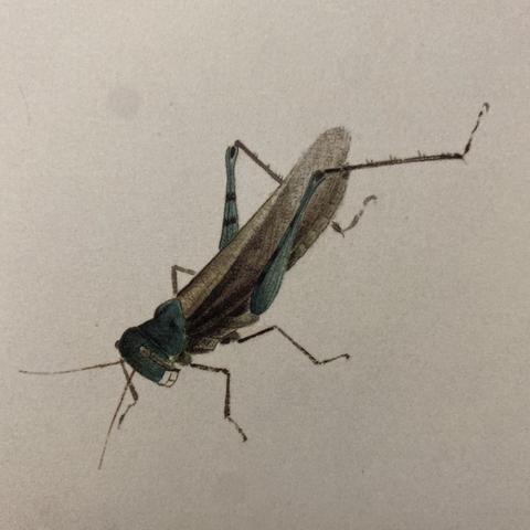 齐白石 草虫 其一