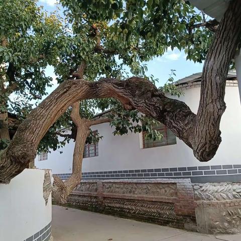 格律诗三首   魏周全/文  原创